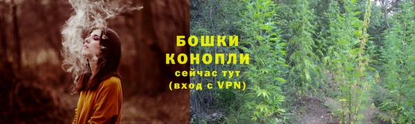 прущие грибы Алзамай